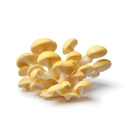 Oyster Yellow Mushrooms