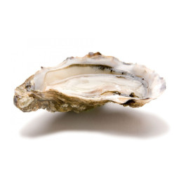 Rock Oysters Brittanys Finest N3